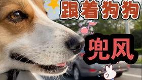 娱乐吃瓜酱狗吃鸡,狗吃鸡事件背后的惊人真相