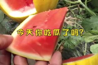 娱乐吃瓜名字大全,娱乐吃瓜名字大全，解锁个性网名新潮流