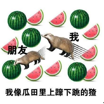 娱乐吃瓜猹,揭秘“吃瓜猹”背后的故事